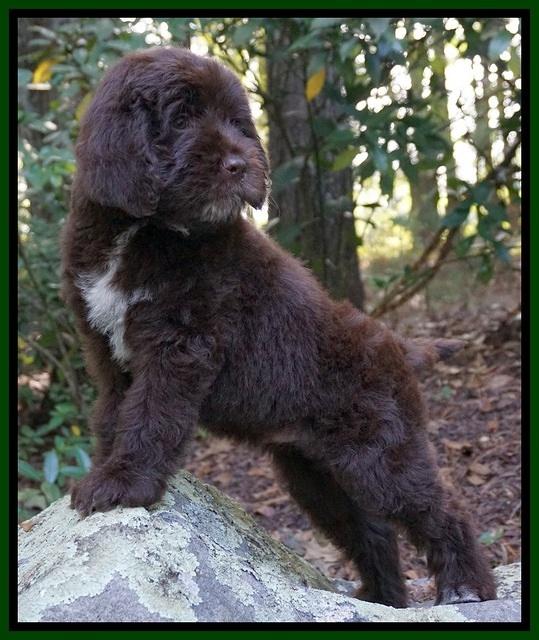 Liza Duke pups 8 wks old 31