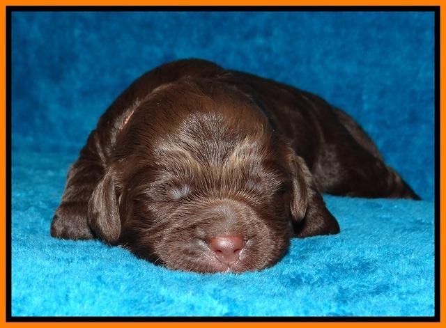 Liza Duke pups 1 wk old 111