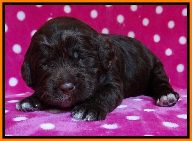Liza Duke pups 2 wks old 131