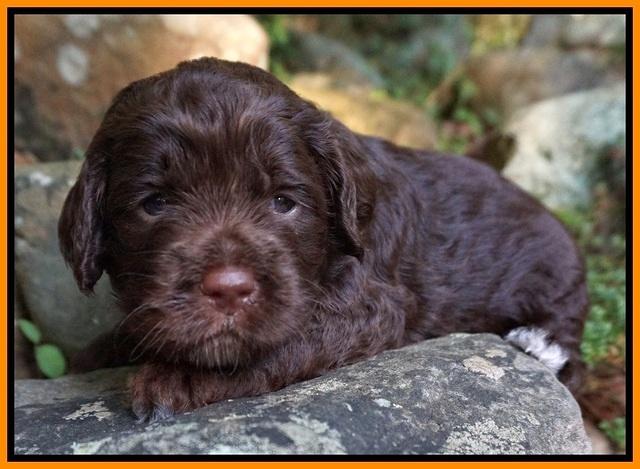 Liza Duke pups 3 wks old 171