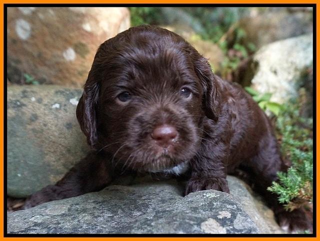Liza Duke pups 3 wks old 181