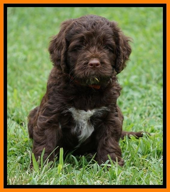 Liza Duke pups 6 wks old 371