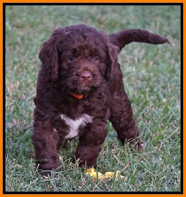 Liza Duke pups 6 wks old 381