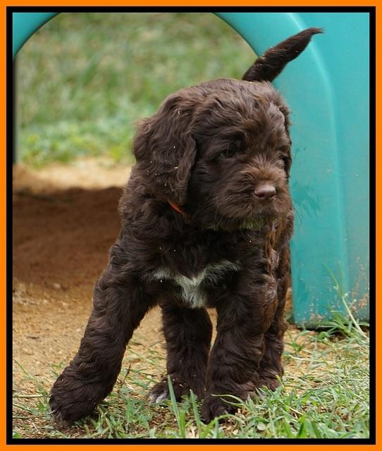 Liza Duke pups 6 wks old 391