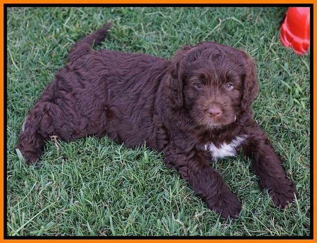 Liza Duke pups 7 wks old 311