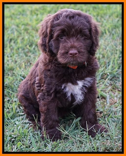 Liza Duke pups 7 wks old 331