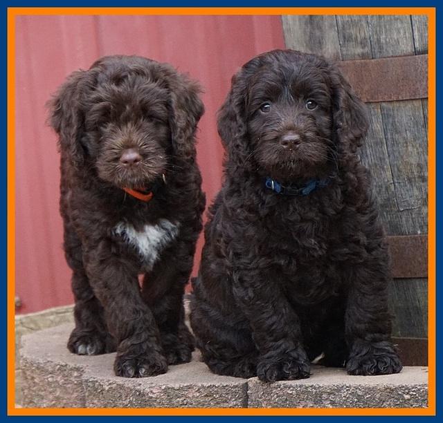 Liza Duke pups 7 wks old 91
