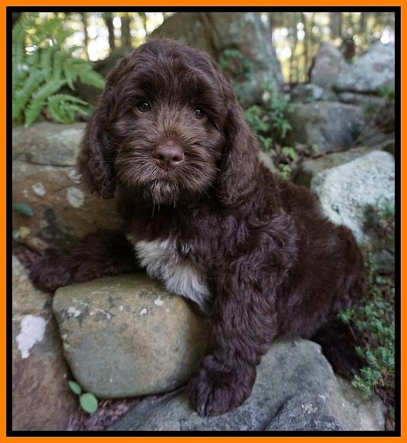 Liza Duke pups 8 wks old Org lt blue 041