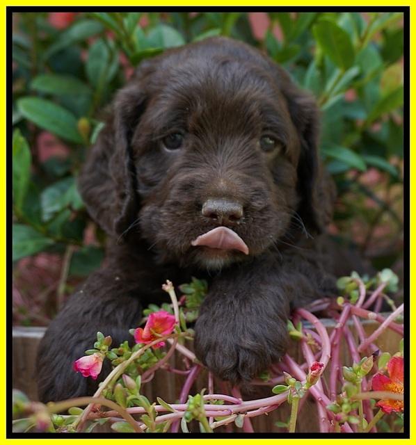 LIza Duke pups 5 wks old 291