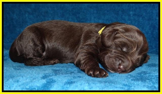 Liza Duke pups 1 wk old 131