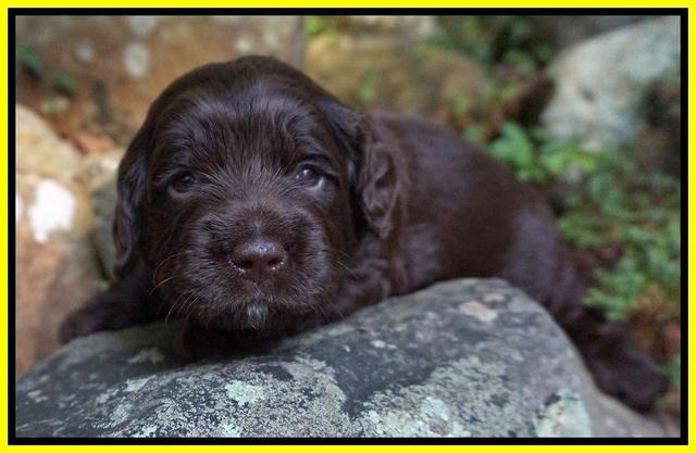 Liza Duke pups 3 wks old 201
