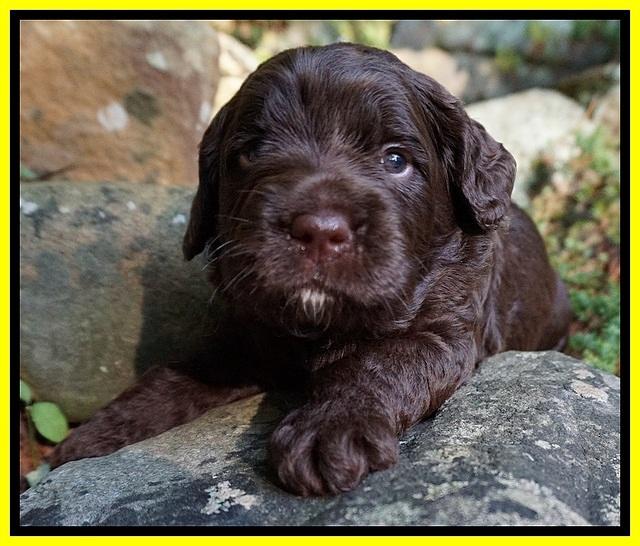 Liza Duke pups 3 wks old 221