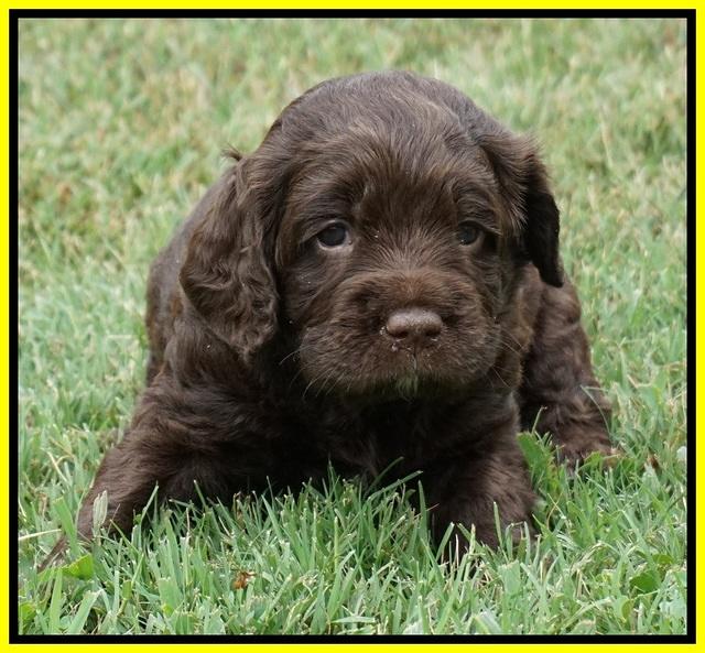 Liza Duke pups 4 wks old 241