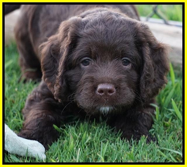 Liza Duke pups 6 wks old 411