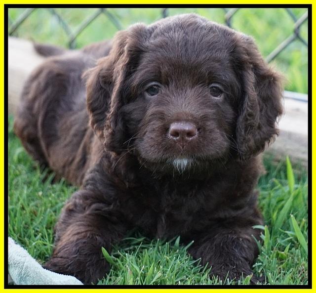 Liza Duke pups 6 wks old 421