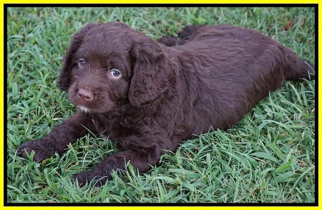 Liza Duke pups 6 wks old 441