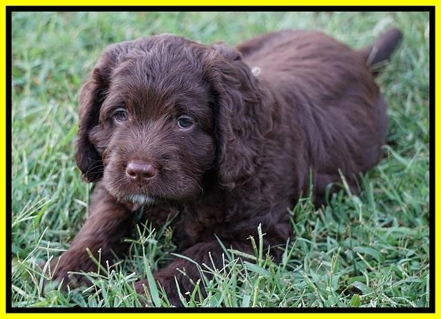 Liza Duke pups 7 wks old 381