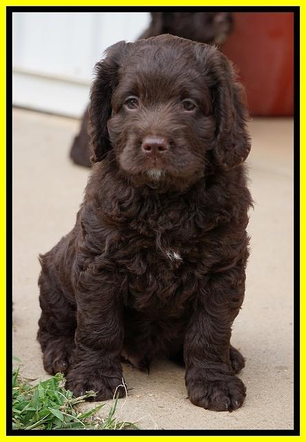 Liza Duke pups 7 wks old 391
