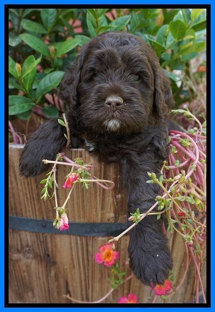 LIza Duke pups 5 wks old 321