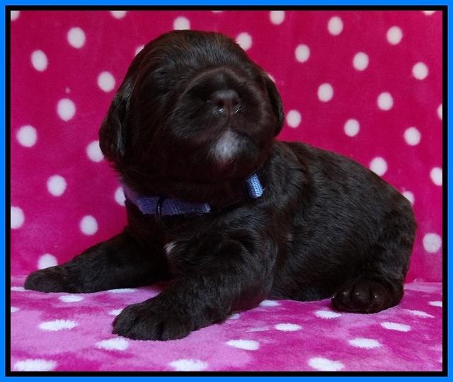 Liza Duke pups 2 wks old 191