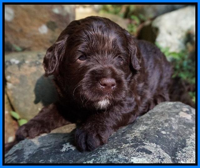 Liza Duke pups 3 wks old 261