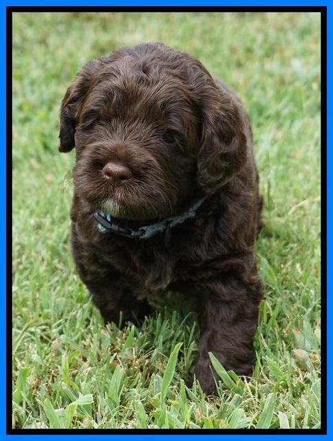 Liza Duke pups 4 wks old 261