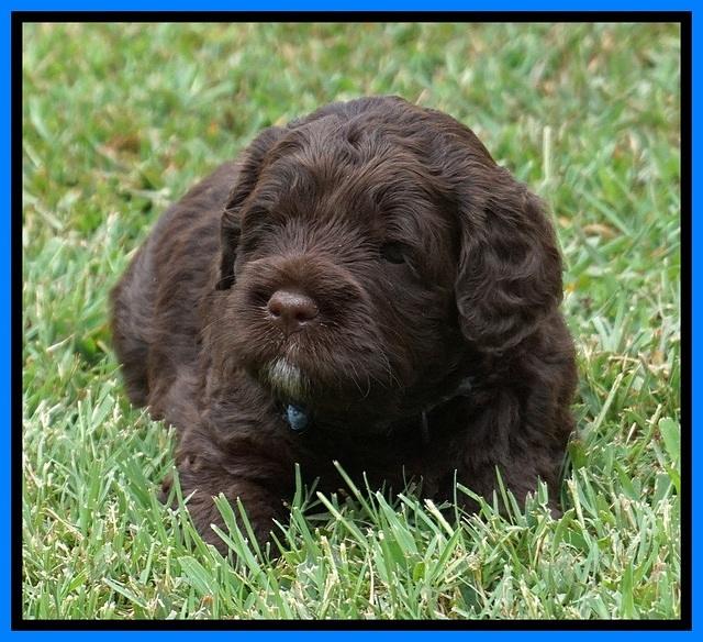 Liza Duke pups 4 wks old 271