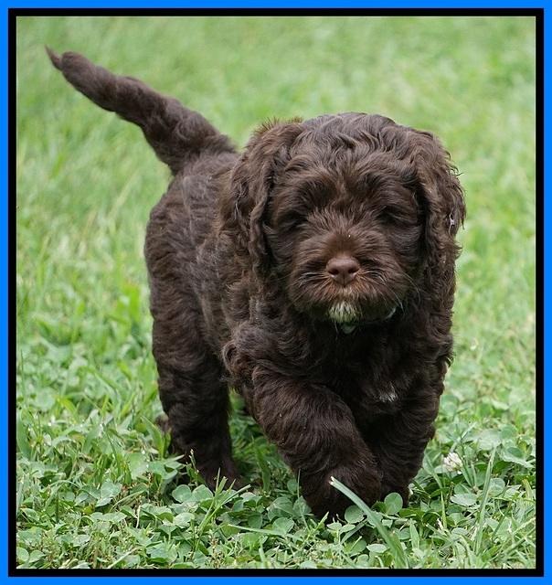 Liza Duke pups 6 wks old 491