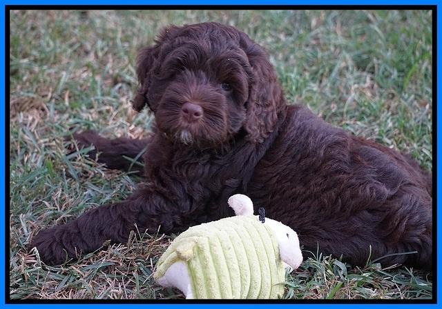 Liza Duke pups 7 wks old 451