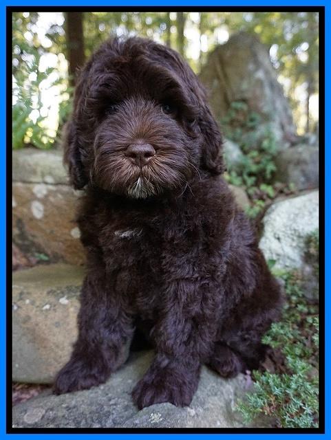 Liza Duke pups 8 wks old Org lt blue 060