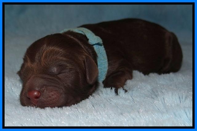 Liza Duke pups newborn 121