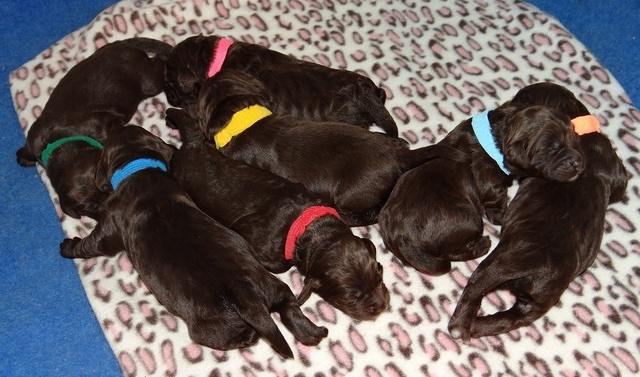 Liza Duke pups 1 wk old 181