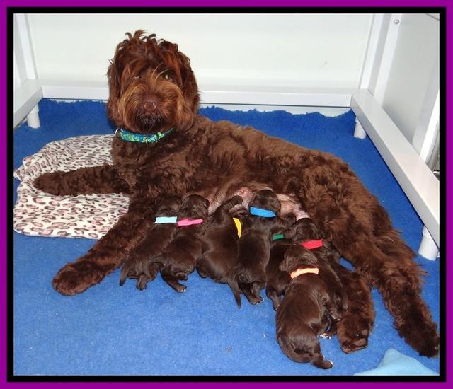 Liza Duke pups 1 wk old 191