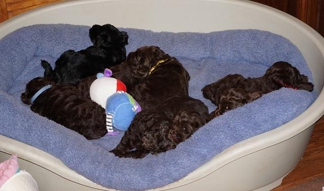 Liza Duke pups 4 wks old 11