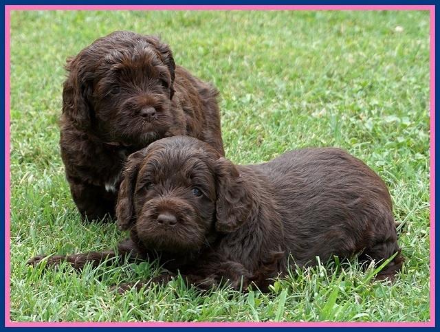 Liza Duke pups 4 wks old 91