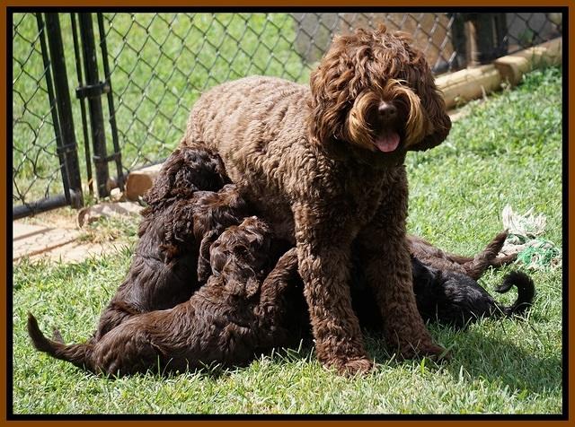 Liza Duke pups 7 wks old 461