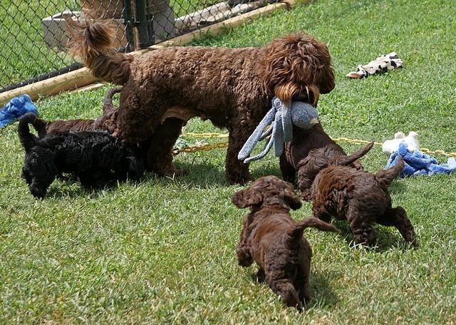 Liza Duke pups 7 wks old 491