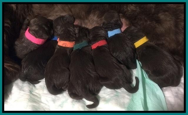 Liza Duke pups newborn 21