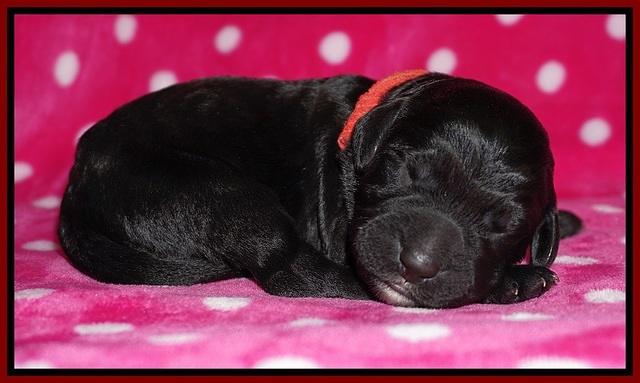 Bess Dempsey Newborn 81