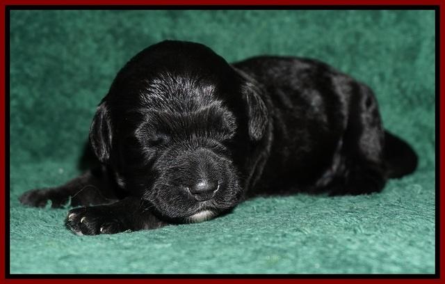 Bess Dempsey pups 1 wk old 101