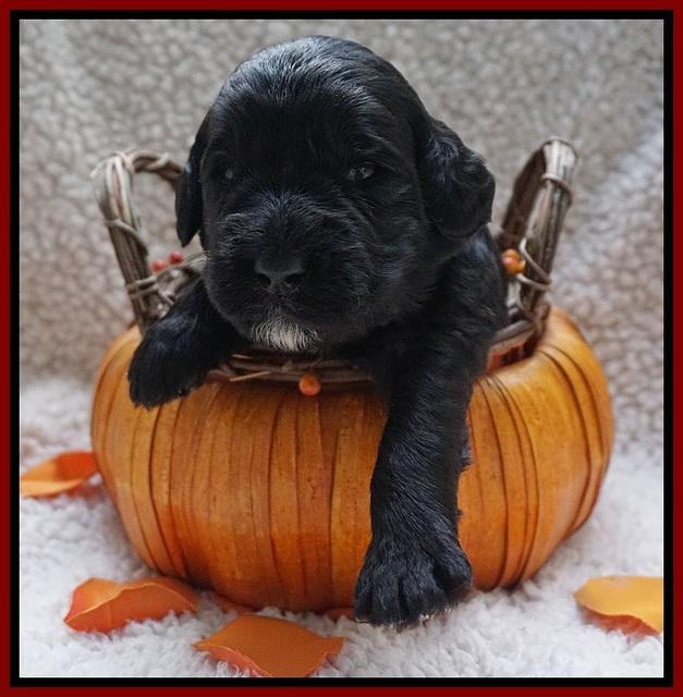 Bess Dempsey pups 2 wks old 11100