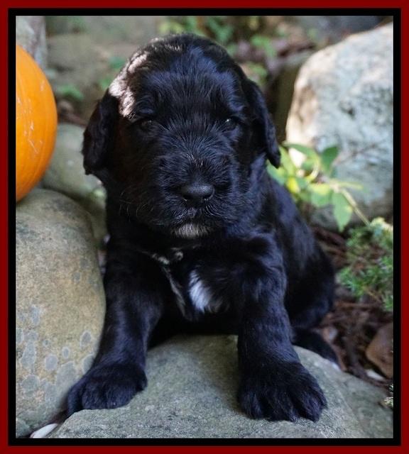 Bess Dempsey pups 3 wks old 161