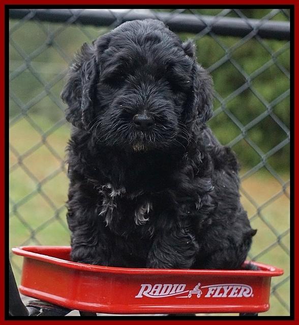 Bess Dempsey pups 6 wks old 171