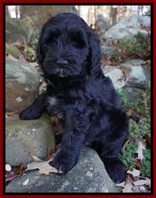 Bess Dempsey pups 8 wks old 3 090