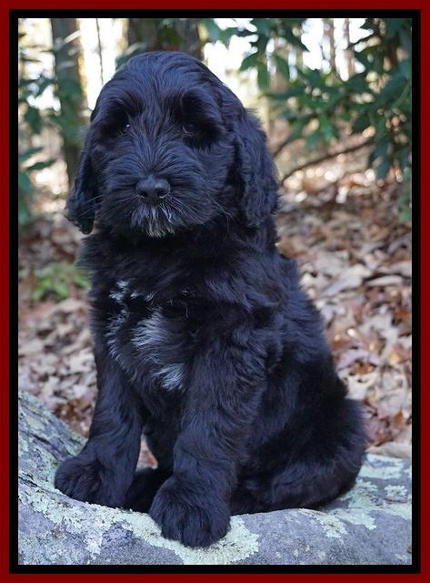 Bess Dempsey pups 8 wks old 3 137