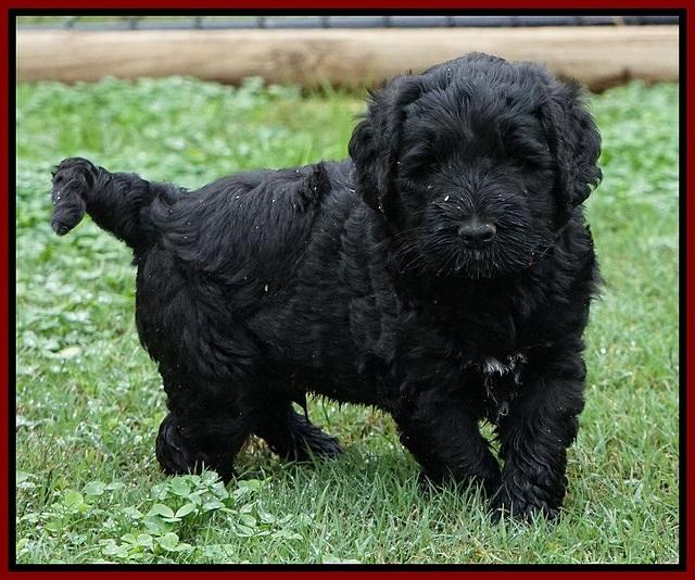 Ellie Blaze pups 5 weeks old #1 010