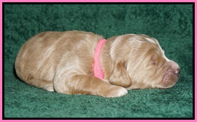 Bess Dempsey pups 1 wk old 41