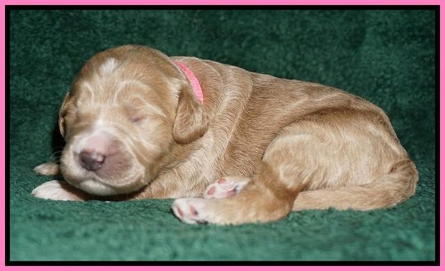 Bess Dempsey pups 1 wk old 51