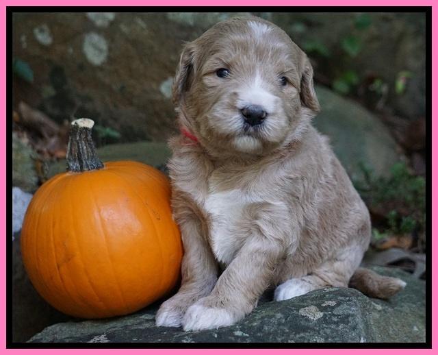 Bess Dempsey pups 3 wks old 11
