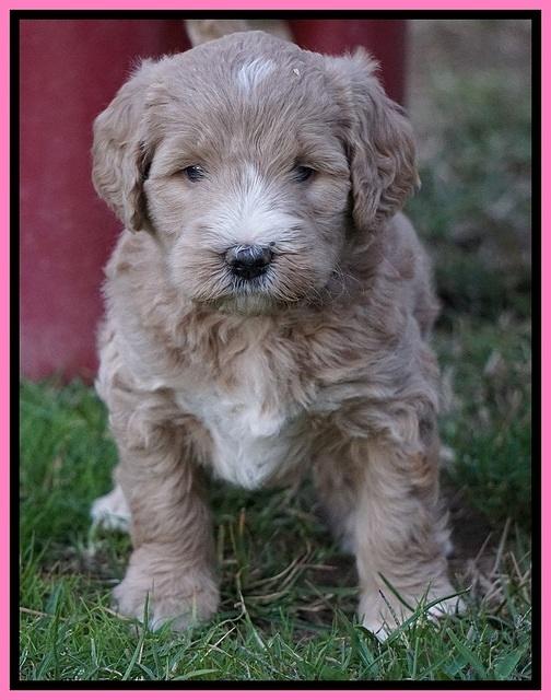 Bess Dempsey pups 5 wks old 21